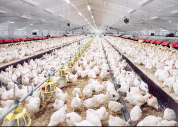 تباين في أسعار الدواجن ومشتاقتها اليوم الجمعة 3 أبريل