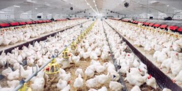 تباين في أسعار الدواجن ومشتاقتها اليوم الجمعة 3 أبريل