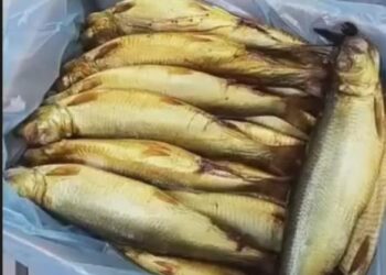 أسعار الموالح البحرية في الأسواق (الرنجة والفسيخ) في الأسواق المصرية اليوم الأربعاء 1 ابريل