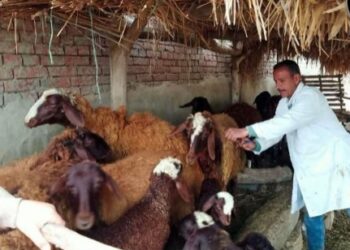 تحصين2.1 مليون رأس ماشية على مستوى الجمهورية