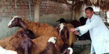 تحصين2.1 مليون رأس ماشية على مستوى الجمهورية