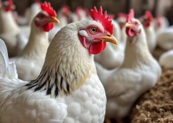 استقرار نسبي في أسعار الدواجن اليوم الأربعاء 22 إبريل 2026.. والبانيه يتصدر المشهد