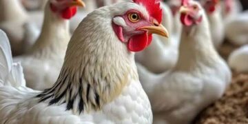 استقرار نسبي في أسعار الدواجن اليوم الأربعاء 22 إبريل 2026.. والبانيه يتصدر المشهد