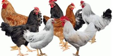 استقرار نسبي في أسعار الفراخ والطيور اليوم 24 أبريل 2026.. والبانيه يتصدر القائمة