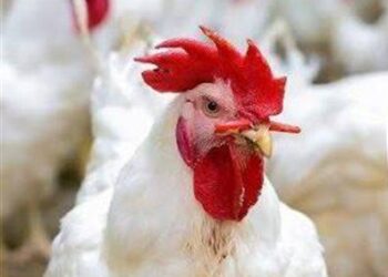 أسعار الدواجن