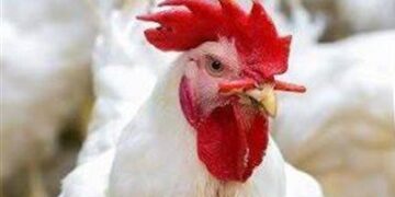 أسعار الدواجن