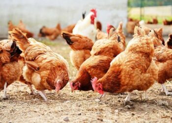 أسعار الدواجن في الأسواق المصرية