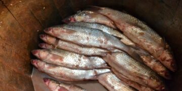 الأسماك المملحة والمدخنة غير الصالحة
