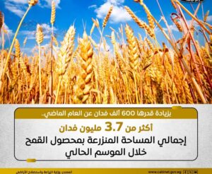 تخطي المساحة المنزرعة بمحصول القمح هذا الموسم حاجز الـ 3.7 مليون فدان