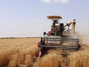 زراعة القمح بمياه ري تصل ملوحتها إلى 8 آلاف جزء فى المليون