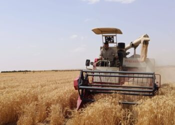 زراعة القمح بمياه ري تصل ملوحتها إلى 8 آلاف جزء فى المليون