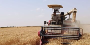 زراعة القمح بمياه ري تصل ملوحتها إلى 8 آلاف جزء فى المليون