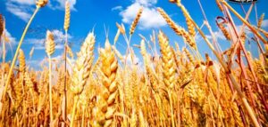 تخطي المساحة المنزرعة بمحصول القمح هذا الموسم حاجز الـ 3.7 مليون فدان