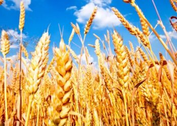 تخطي المساحة المنزرعة بمحصول القمح هذا الموسم حاجز الـ 3.7 مليون فدان