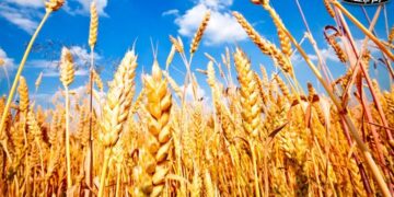 تخطي المساحة المنزرعة بمحصول القمح هذا الموسم حاجز الـ 3.7 مليون فدان