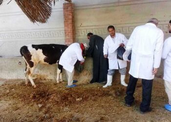 تحصين الماشية