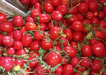 طرح كميات كبيرة من الطماطم بالمجمعات الاستهلاكية
