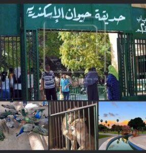 إحباط محاولة تهريب كائنات برية نادرة وتوجه بنقلها لحيوان الإسكندرية