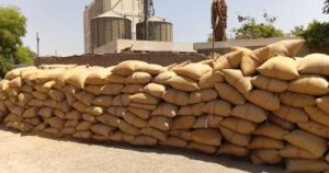 توريد القمح