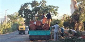 قطع الأشجار في مطوبس.. «الري» تحقق في الواقعة وتحذر من التعامل الجائر مع الأشجار