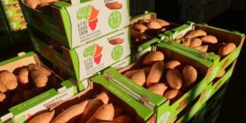 بطاطا مصرية تفتح طريقا جديدا إلى فرنسا
