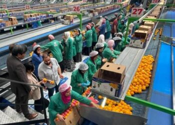 10 ملايين طن مستهدفة.. الصادرات الزراعية المصرية تبحث عن أسواق جديدة