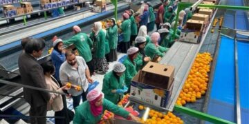 10 ملايين طن مستهدفة.. الصادرات الزراعية المصرية تبحث عن أسواق جديدة
